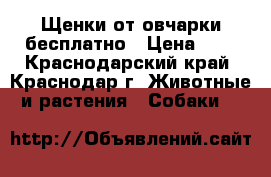Щенки от овчарки бесплатно › Цена ­ 1 - Краснодарский край, Краснодар г. Животные и растения » Собаки   